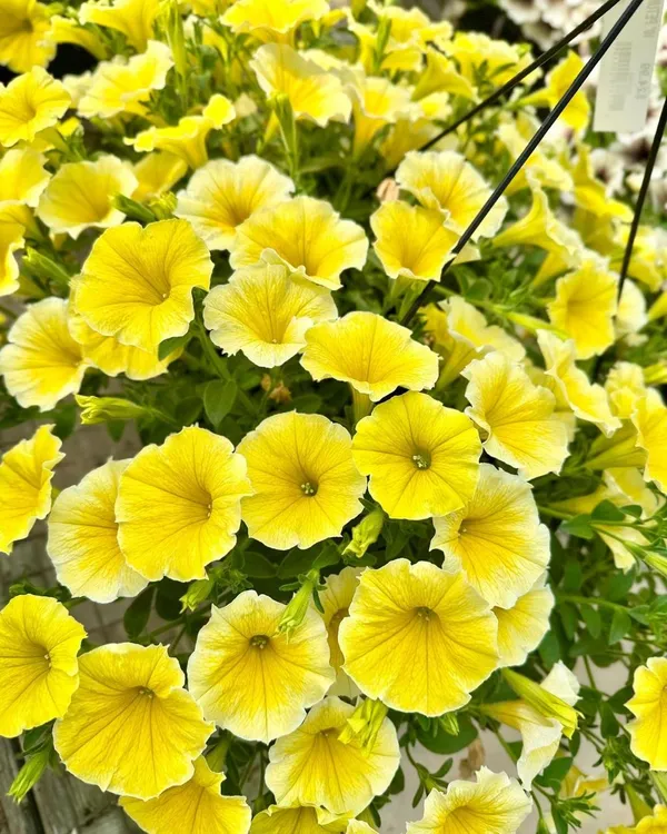 Yellow_Petunia_Flower_Plant_(_Pack_Of-1_)