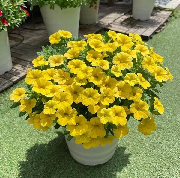 Yellow_Petunia_Flower_Plant_(_Pack_Of-1_)