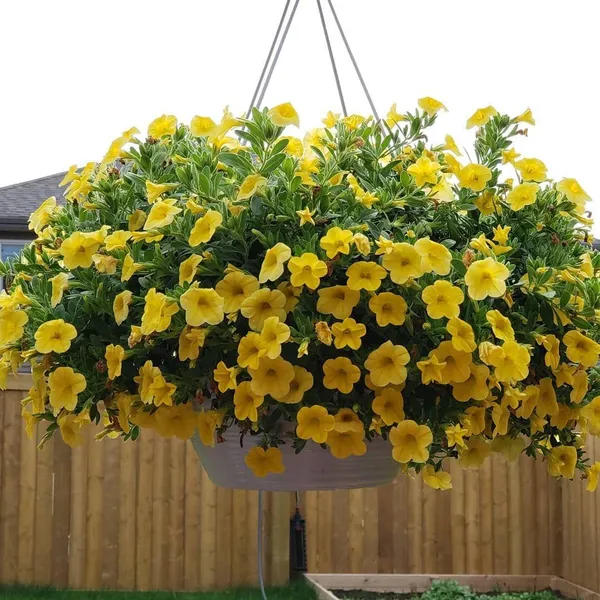 Yellow_Petunia_Flower_Plant_(_Pack_Of-1_)