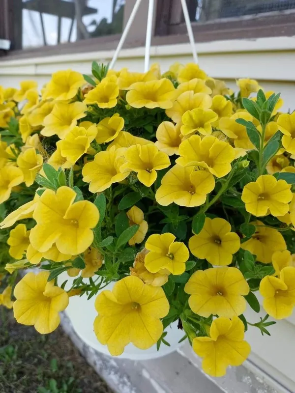 Yellow_Petunia_Flower_Plant_(_Pack_Of-1_)