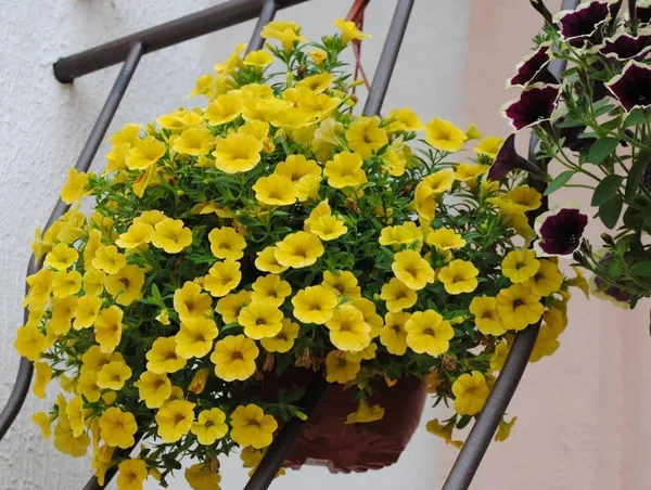 Yellow_Petunia_Flower_Plant_(_Pack_Of-1_)