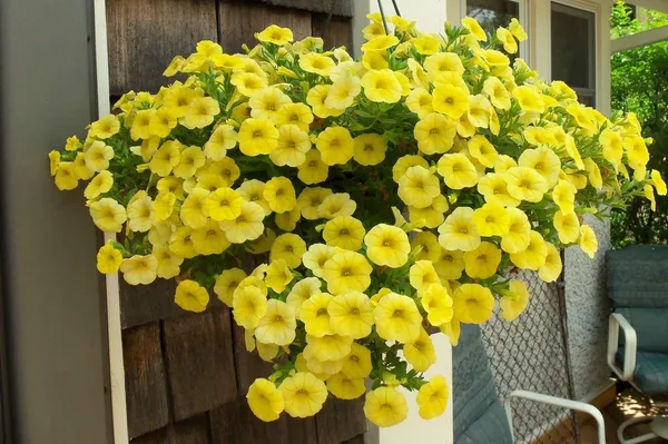 Yellow_Petunia_Flower_Plant_(_Pack_Of-1_)
