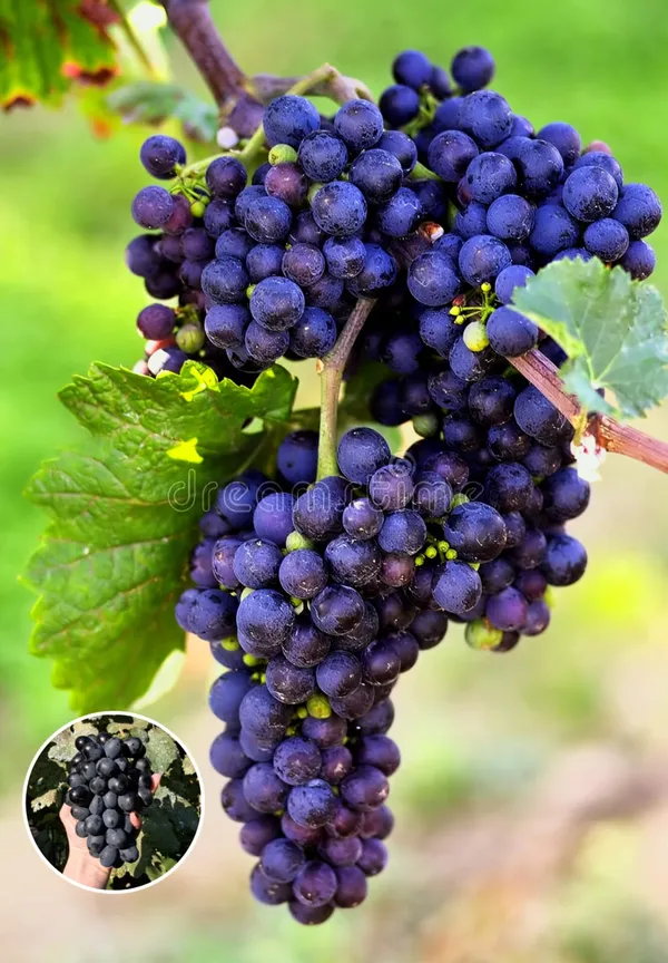 Hybrid_Black_Grapes_Fruit_Plant_(Pack_Of_1)
