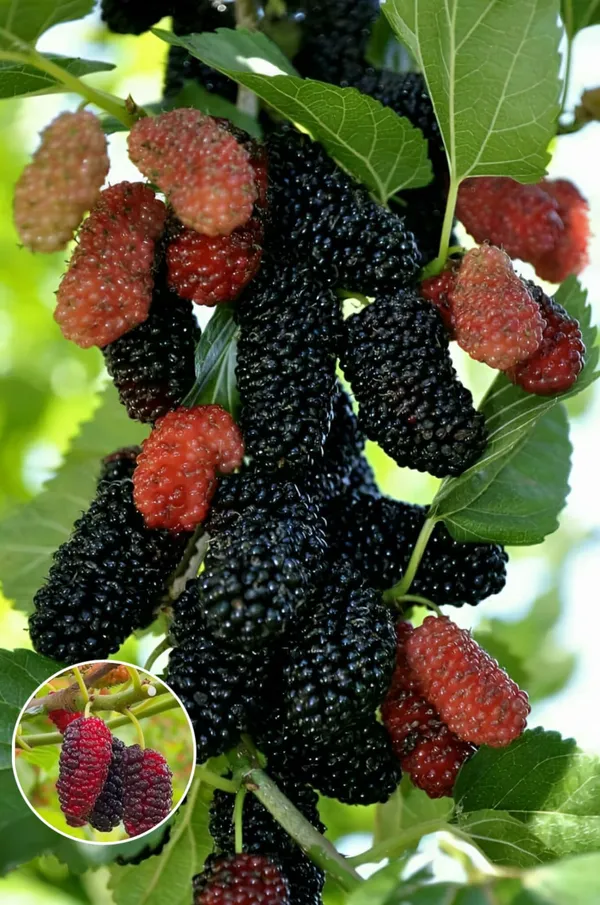 Hybrid_Mulberry_Grafting_Fruit_Plant_(Pack_Of-1)