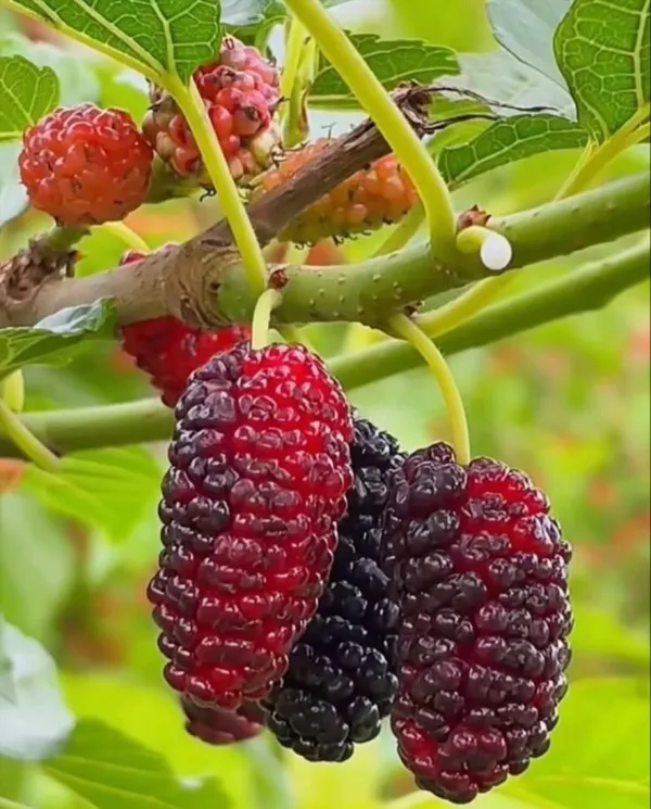 Hybrid_Mulberry_Grafting_Fruit_Plant_(Pack_Of-1)