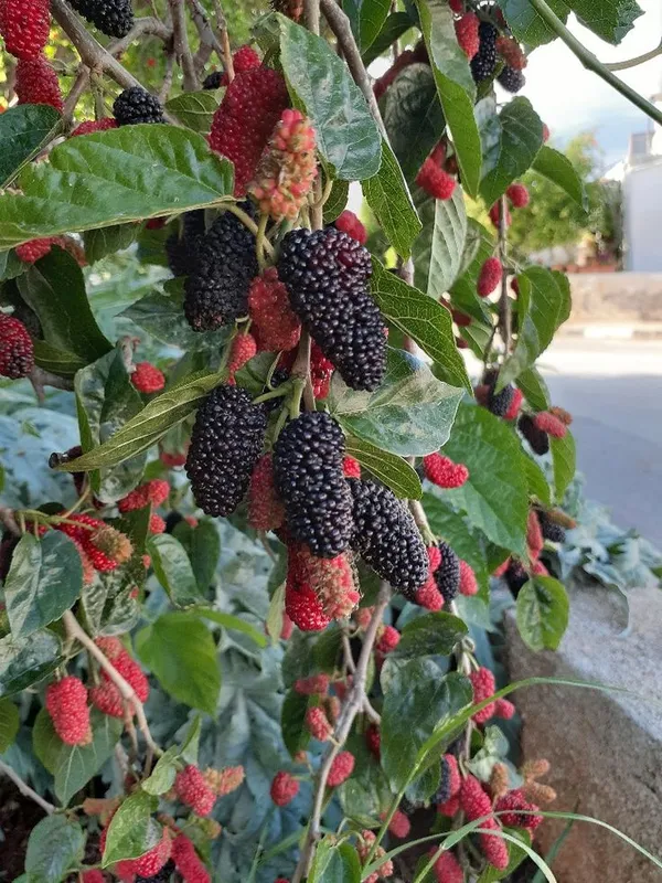Hybrid_Mulberry_Grafting_Fruit_Plant_(Pack_Of-1)