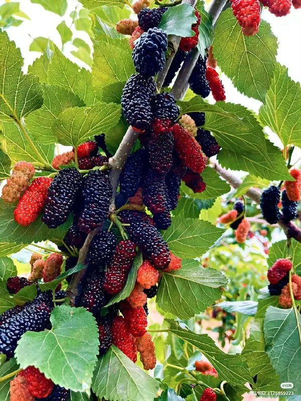 Hybrid_Mulberry_Grafting_Fruit_Plant_(Pack_Of-1)
