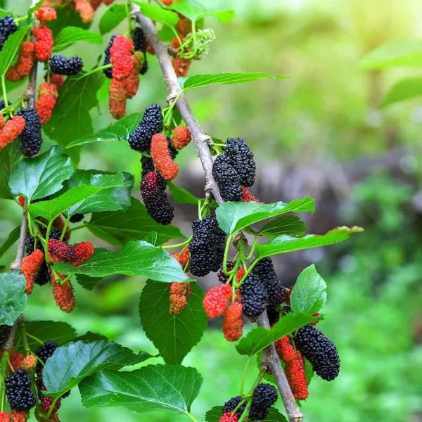 Hybrid_Mulberry_Grafting_Fruit_Plant_(Pack_Of-1)
