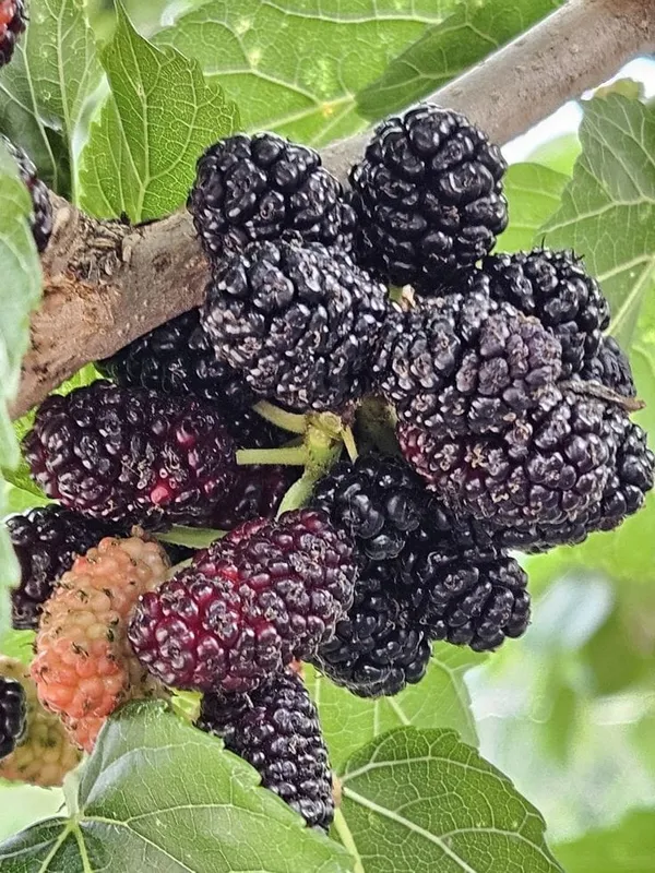 Hybrid_Mulberry_Grafting_Fruit_Plant_(Pack_Of-1)