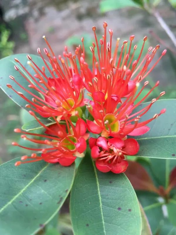 Red_First_Love_Flower_Plant_(Pack_Of-1)