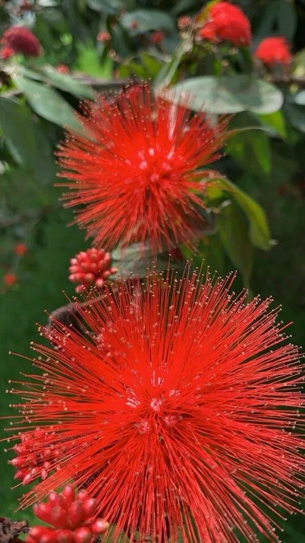 Red_First_Love_Flower_Plant_(Pack_Of-1)
