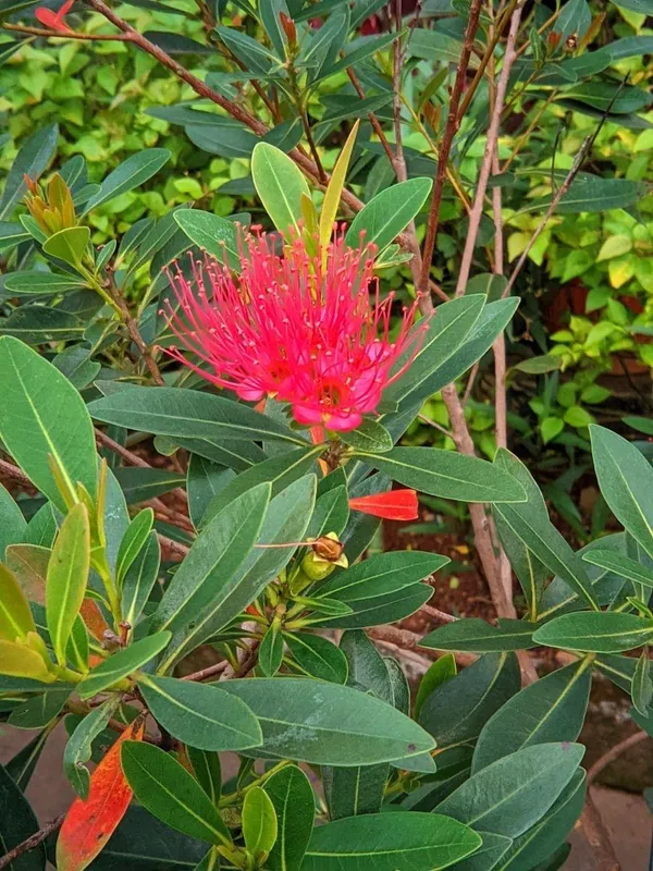 Red_First_Love_Flower_Plant_(Pack_Of-1)