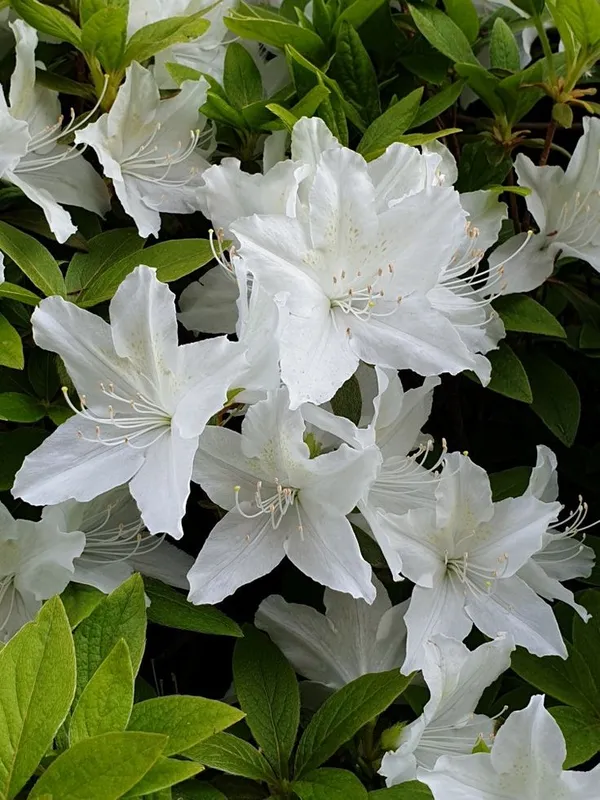 Hybrid_Azalea_White_Flower_Plant_(Pack_Of-1_)