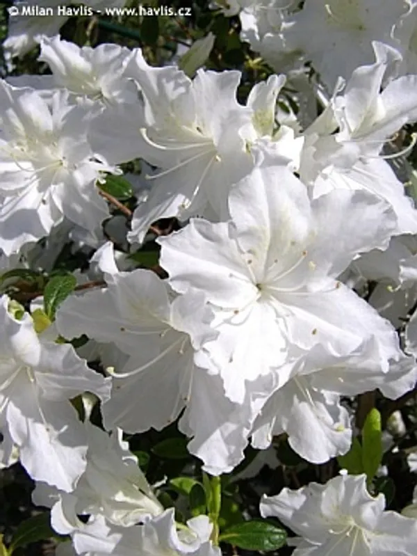 Hybrid_Azalea_White_Flower_Plant_(Pack_Of-1_)