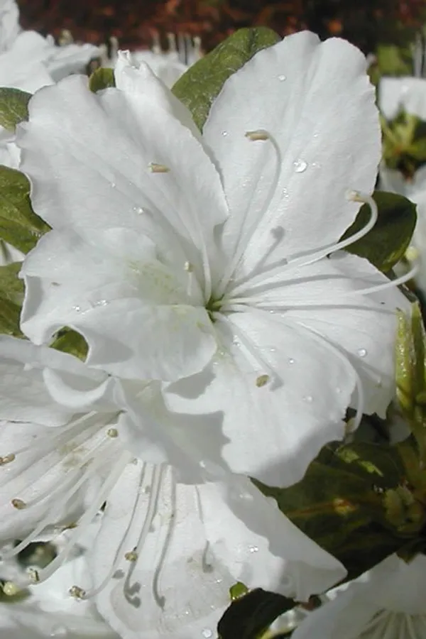 Hybrid_Azalea_White_Flower_Plant_(Pack_Of-1_)