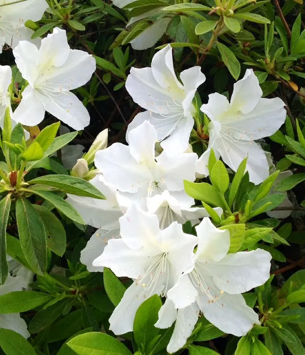 Hybrid_Azalea_White_Flower_Plant_(Pack_Of-1_)