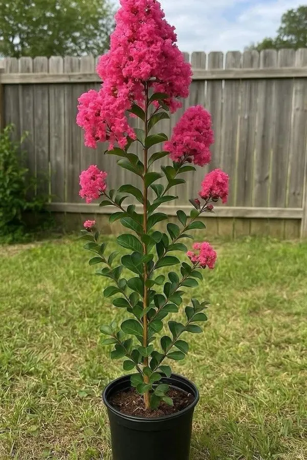 Hybrid_Pink_Furush_Flower_Plant_(Pack_Of-1_)