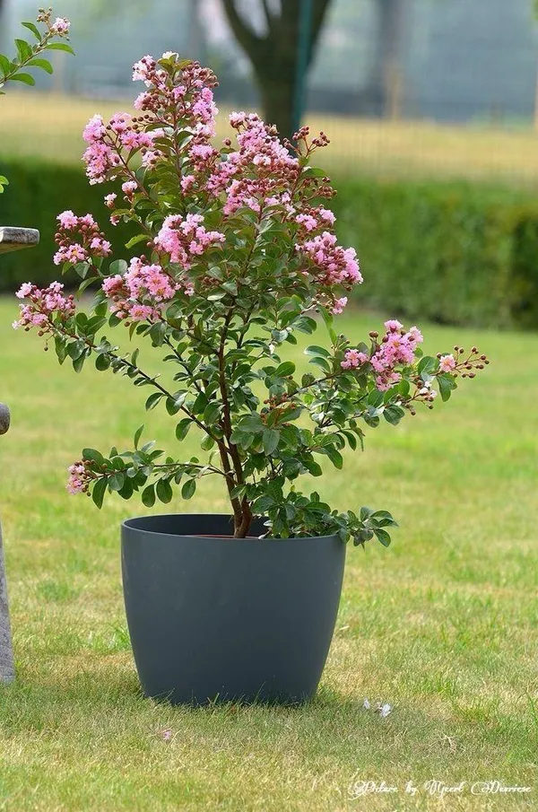 Hybrid_Pink_Furush_Flower_Plant_(Pack_Of-1_)