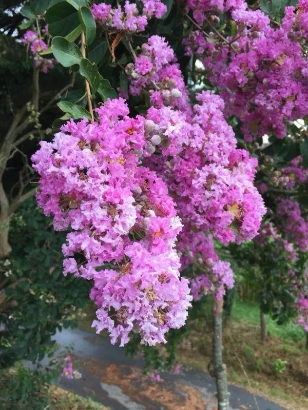 Hybrid_Pink_Furush_Flower_Plant_(Pack_Of-1_)