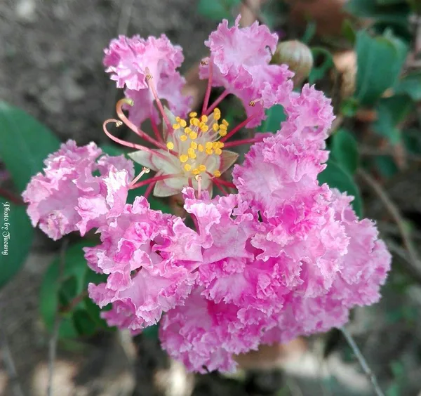 Hybrid_Pink_Furush_Flower_Plant_(Pack_Of-1_)