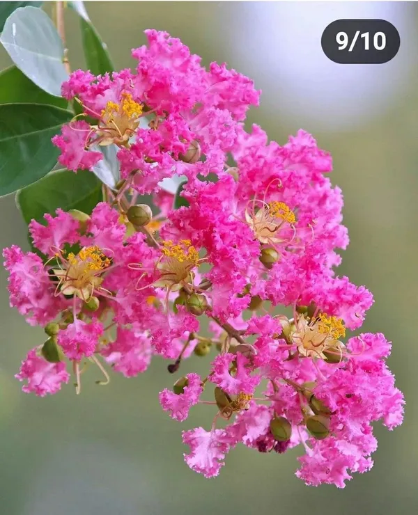 Hybrid_Pink_Furush_Flower_Plant_(Pack_Of-1_)
