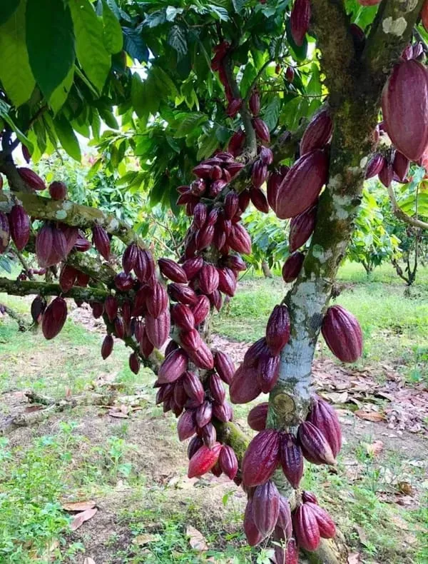 Cocoa_Fruit_Plant_(Hybrid_&_Grafting)_Pack_Of-1