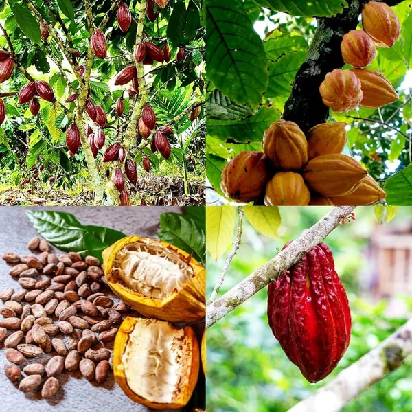 Cocoa_Fruit_Plant_(Hybrid_&_Grafting)_Pack_Of-1