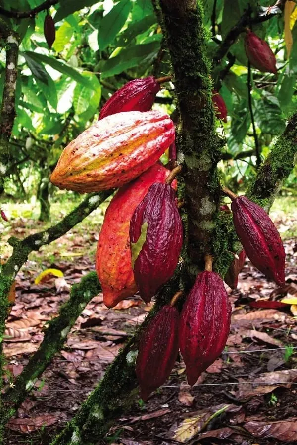 Cocoa_Fruit_Plant_(Hybrid_&_Grafting)_Pack_Of-1