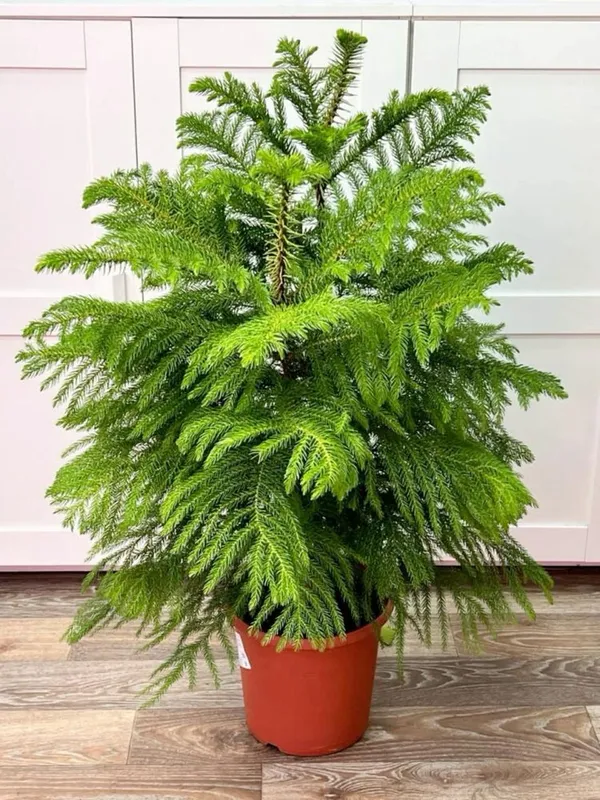 Hybrid_Christmas_Tree_(Pack_Of-1)