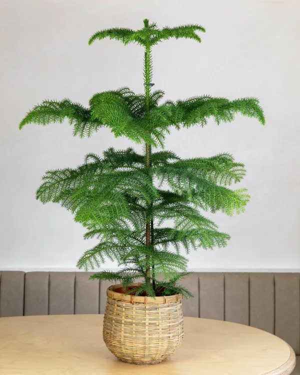 Hybrid_Christmas_Tree_(Pack_Of-1)