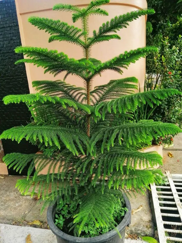 Hybrid_Christmas_Tree_(Pack_Of-1)