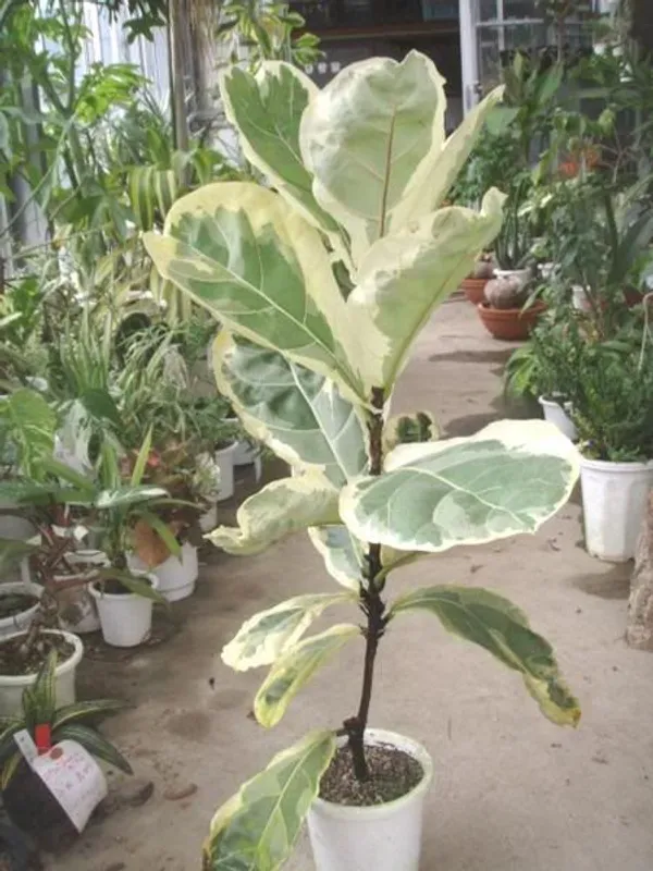 Hybrid_Variegated_Fig_Fruit_Plant_(Pack_Of-1_)
