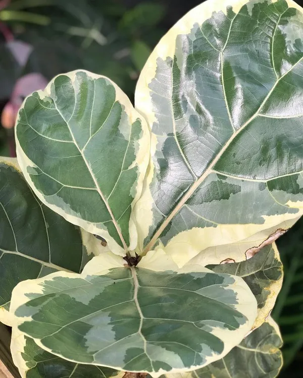 Hybrid_Variegated_Fig_Fruit_Plant_(Pack_Of-1_)