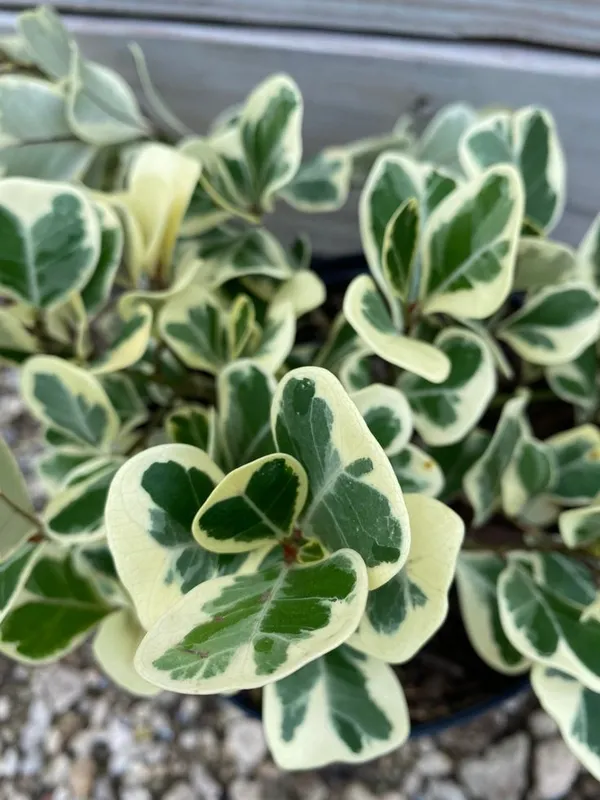 Hybrid_Variegated_Fig_Fruit_Plant_(Pack_Of-1_)