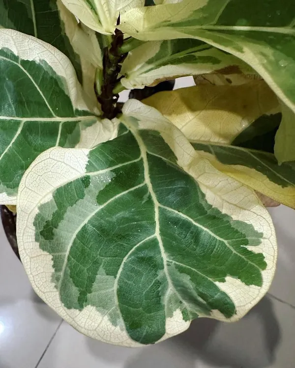 Hybrid_Variegated_Fig_Fruit_Plant_(Pack_Of-1_)