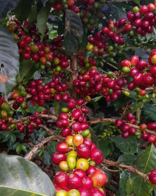 Hybrid_Coffee_Fruit_Plant_(Pack_Of-1_)