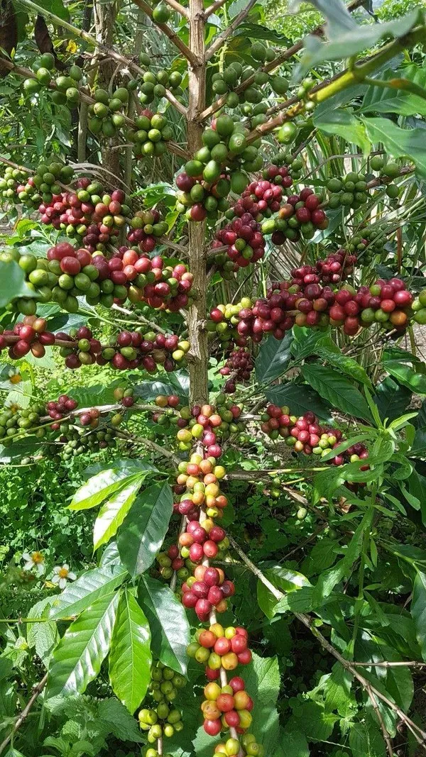 Hybrid_Coffee_Fruit_Plant_(Pack_Of-1_)