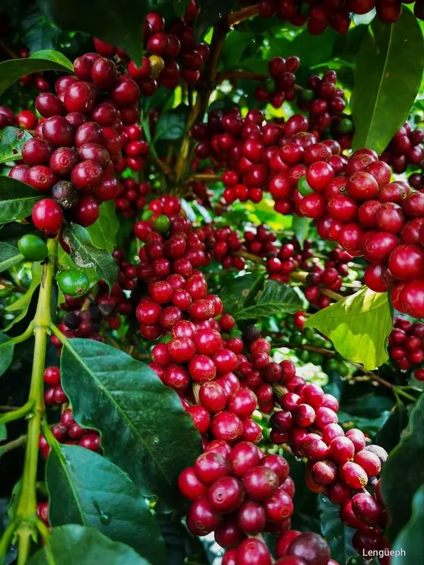 Hybrid_Coffee_Fruit_Plant_(Pack_Of-1_)