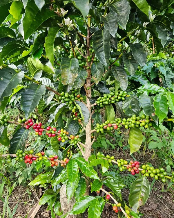 Hybrid_Coffee_Fruit_Plant_(Pack_Of-1_)