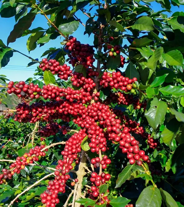 Hybrid_Coffee_Fruit_Plant_(Pack_Of-1_)