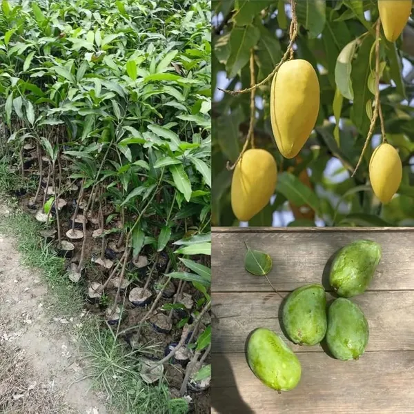 Chausa_Mango_Fruit_Plant_(Hybrid_&_Grafting_)_Pack_Of-1