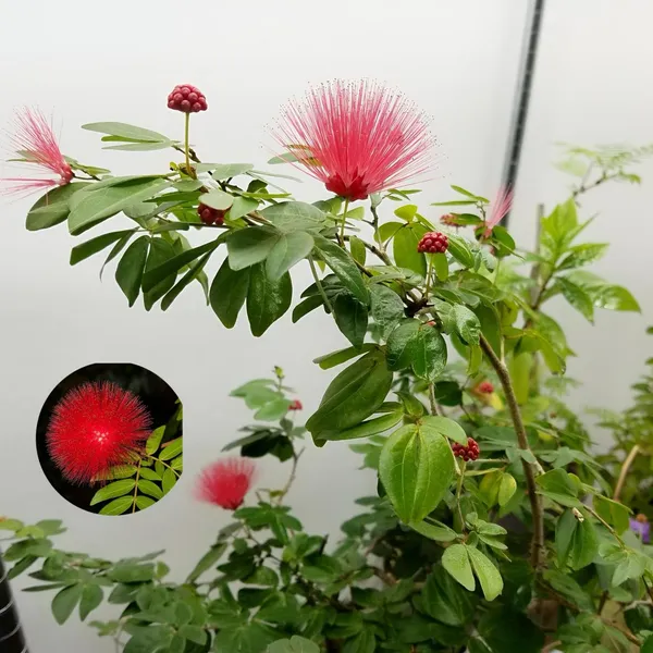 Hybrid_Powder_Puff_Red_Flower_Plant_(Pack_Of-1_)