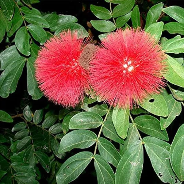 Hybrid_Powder_Puff_Red_Flower_Plant_(Pack_Of-1_)