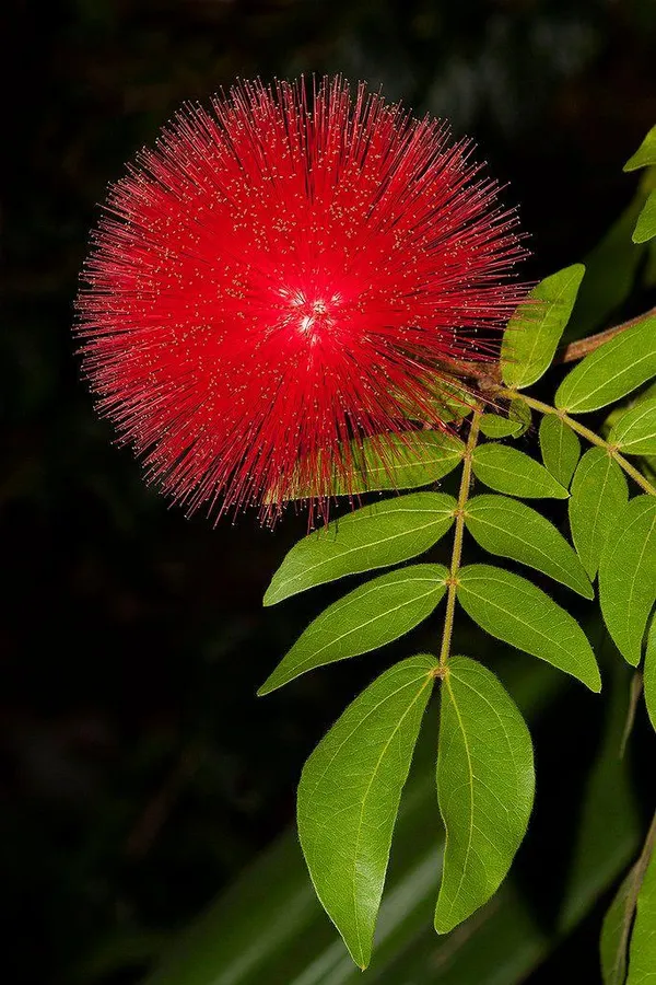 Hybrid_Powder_Puff_Red_Flower_Plant_(Pack_Of-1_)