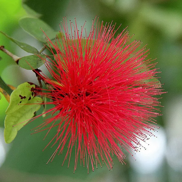 Hybrid_Powder_Puff_Red_Flower_Plant_(Pack_Of-1_)