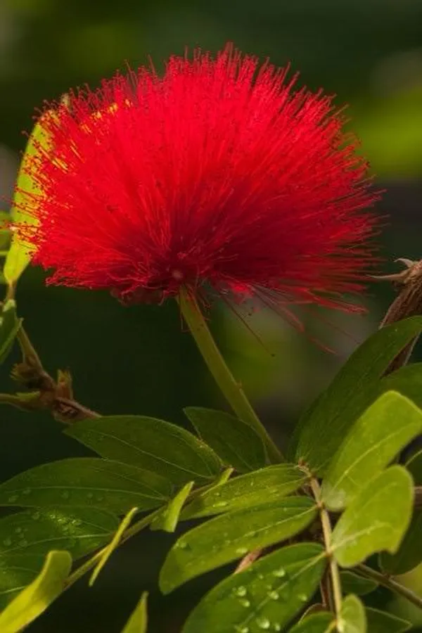 Hybrid_Powder_Puff_Red_Flower_Plant_(Pack_Of-1_)