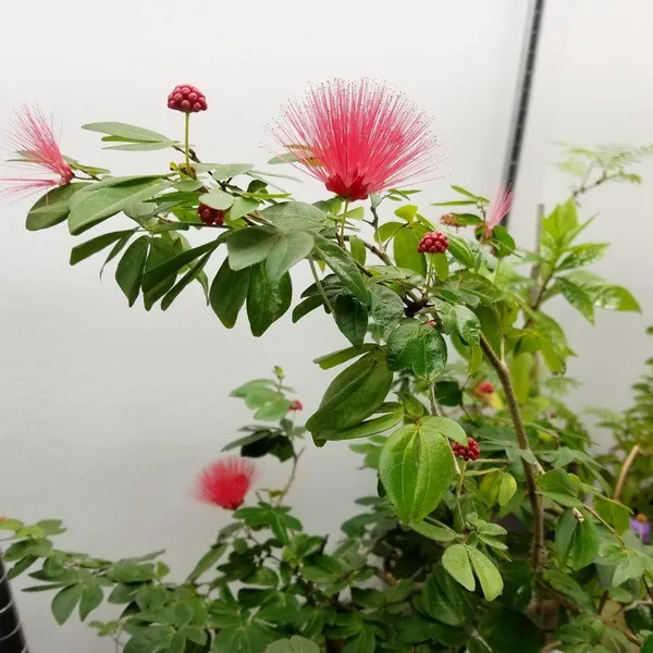 Hybrid_Powder_Puff_Red_Flower_Plant_(Pack_Of-1_)
