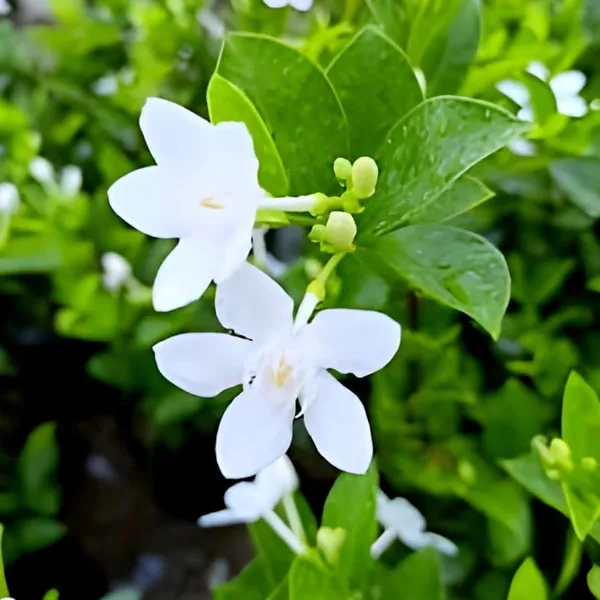 Bhutan_Mallika_Flower_Plant_(Pack_Of-1_)