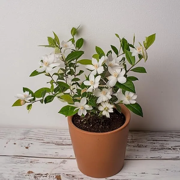 Bhutan_Mallika_Flower_Plant_(Pack_Of-1_)