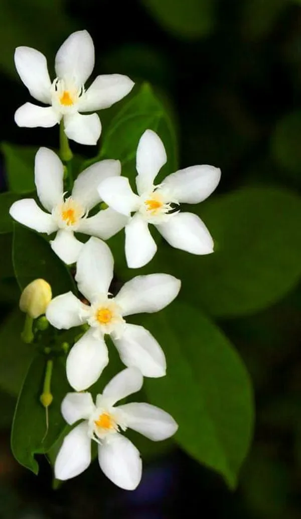 Bhutan_Mallika_Flower_Plant_(Pack_Of-1_)